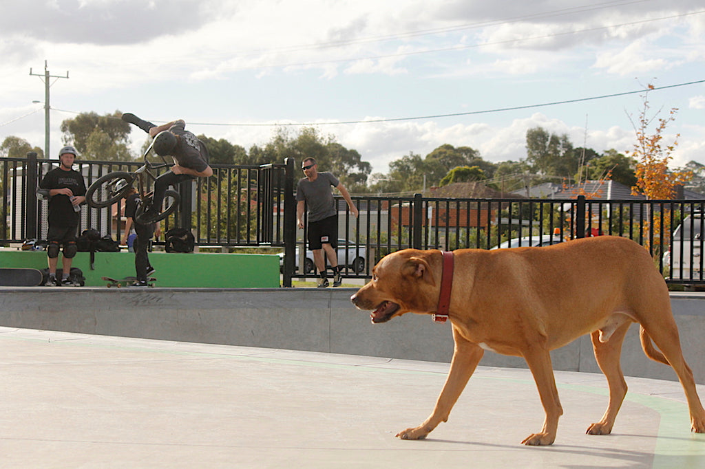 LOUIE REEVES ONE FOOTER NOBLE PARK SKATEPARK MELBOURNE - BMX